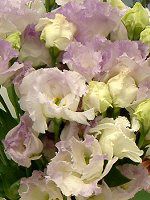 ���[�X�g�}(Eustoma)