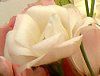 [Xg}(Eustoma)