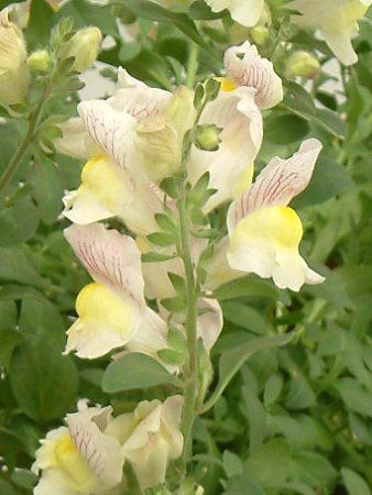 �L���M���\�E(������)