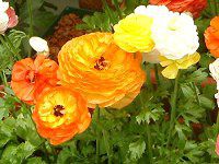 iLX(Ranunculus)