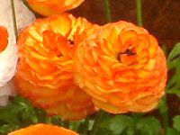 iLX(Ranunculus)