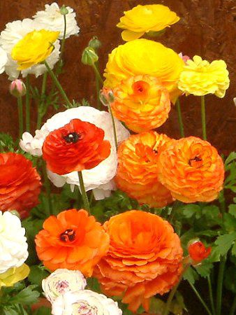 iLX(Ranunculus)