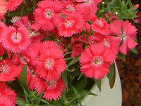 _CATX(Dianthus)