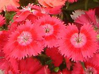 _CATX(Dianthus)