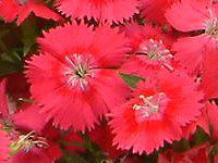_CATX(Dianthus)
