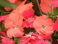 _CATX(Dianthus)