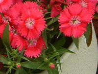 _CATX(Dianthus)
