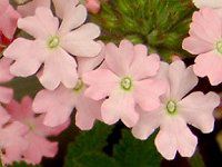 o[xi(Verbena)-pink-spring