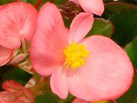 �x�S�j�A�E�Z���p�t���[�����X