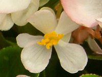 �x�S�j�A�E�Z���p�t���[�����X