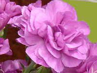 �J�[�l�[�V����