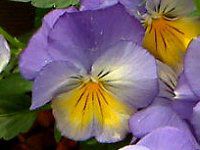 pW[(Pansy) 