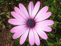 IXeIXy}(Osteospermum)
