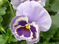 �p���W�[(Pansy)