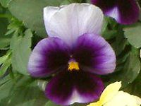 �p���W�[(Pansy)