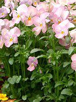 pW[(Pansy)-pink-autumn