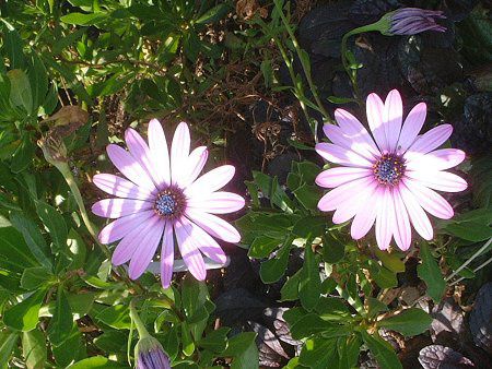 IXeIXy}(Osteospermum)