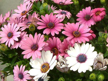 IXeIXy}(Osteospermum)