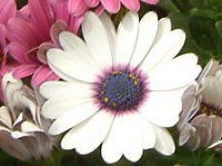 �I�X�e�I�X�y���}��