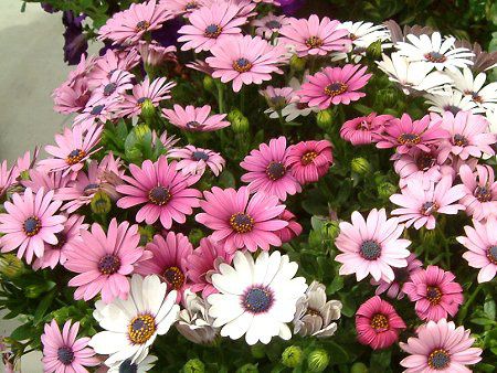 IXeIXy}(Osteospermum)