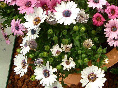 IXeIXy}(Osteospermum)