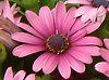 IXeIXy}(Osteospermum)