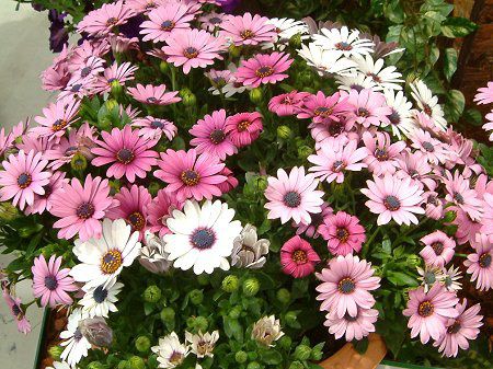 IXeIXy}(Osteospermum)