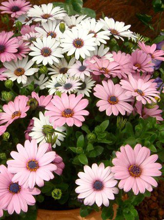 IXeIXy}(Osteospermum)