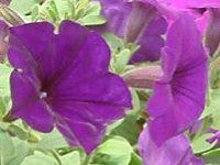 lΉԔ#88-y`jA(Petunia)