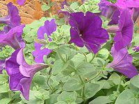 lΉԔ#88-y`jA(Petunia)