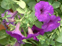 lΉԔ#88-y`jA(Petunia)