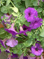 lΉԔ#88-y`jA(Petunia)