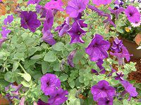 lΉԔ#88-y`jA(Petunia)