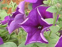 lΉԔ#88-y`jA(Petunia)