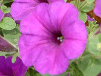 lΉԔ#88-y`jA(Petunia)