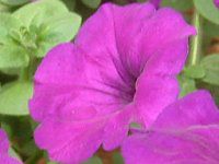 lΉԔ#88-y`jA(Petunia)