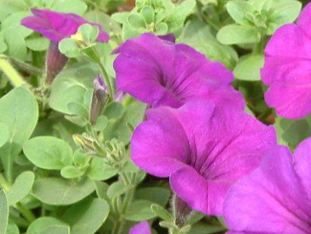 y`jA(Petunia)