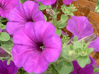 lΉԔ#88-y`jA(Petunia)