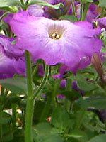 lΉԔ#88-y`jA(Petunia)