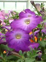 lΉԔ#88-y`jA(Petunia)