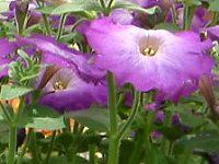 lΉԔ#88-y`jA(Petunia)