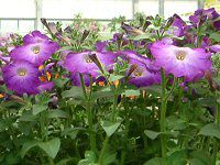 lΉԔ#88-y`jA(Petunia)