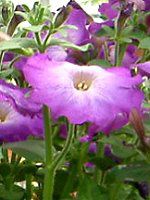 y`jA(Petunia)-purple-spring