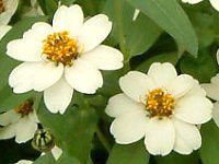 WjAEvt[W(Zinnia Profusion) 98