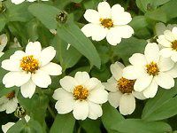 WjAEvt[W(Zinnia Profusion) 99