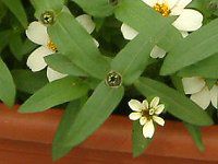 WjAEvt[W(Zinnia Profusion) 62