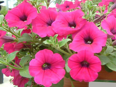 ペチュニア Petunia かぎけんweb ペチュニア Petunia かぎけんweb