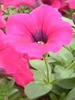 lΉԔ#88-y`jA(Petunia)