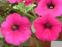 lΉԔ#88-y`jA(Petunia)