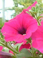 lΉԔ#88-y`jA(Petunia)